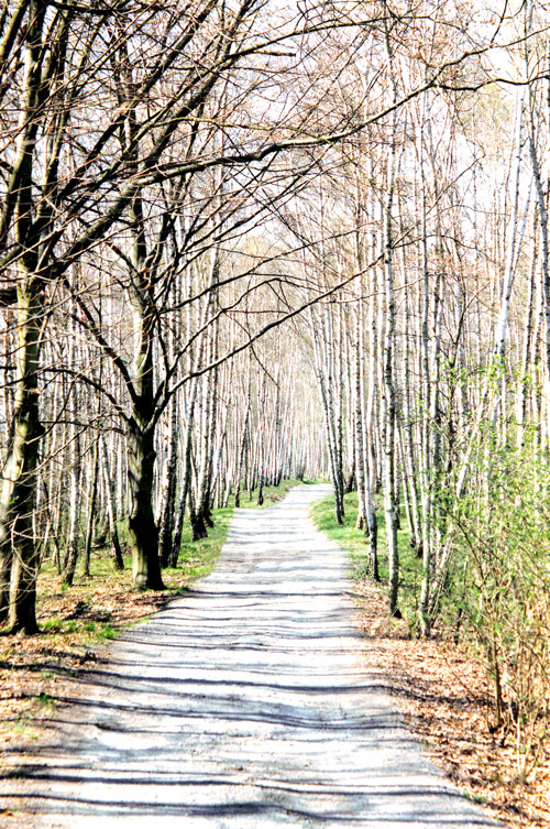 Birkenwald